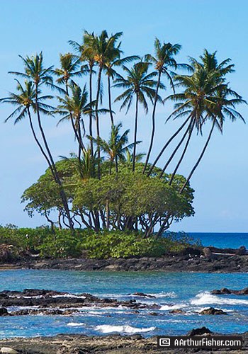 Hawaiian Palm Grove