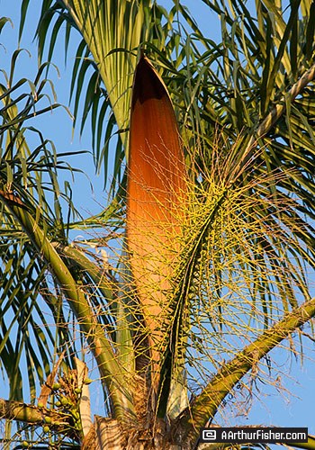 Tropical Majesty Palm